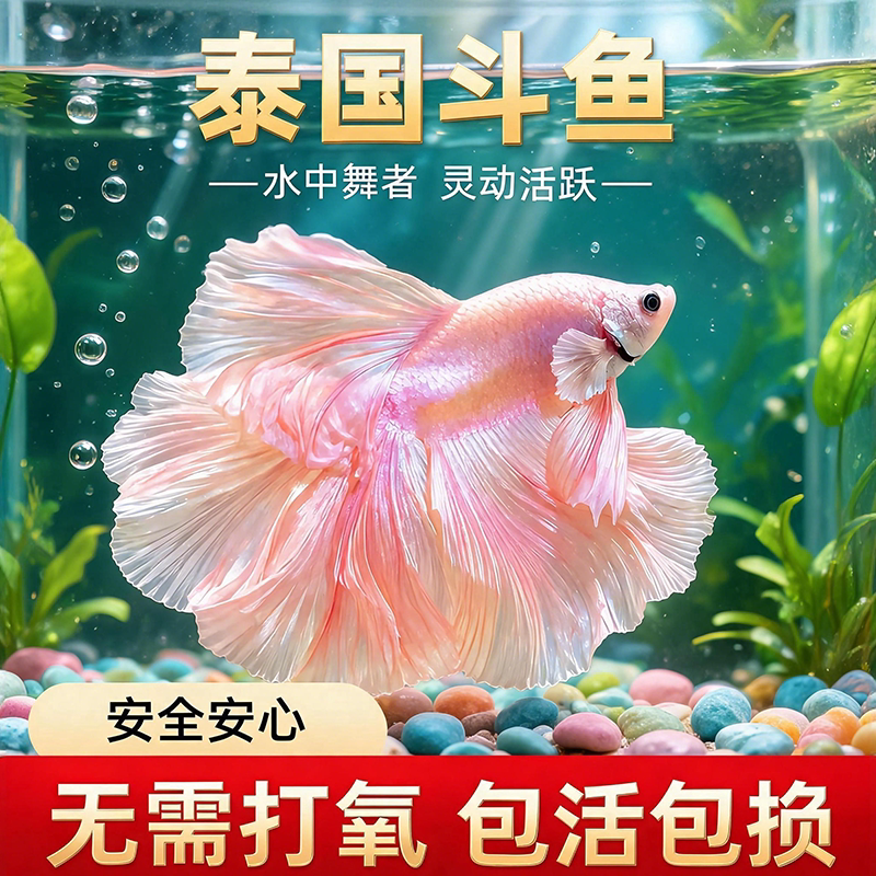 泰国斗鱼观赏鱼苗金鱼热带好养耐活体小型鱼缸淡水半月宠物婚纱鱼