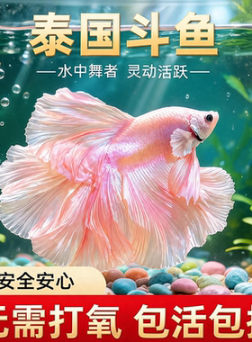 泰国斗鱼半月好养耐活体鱼缸