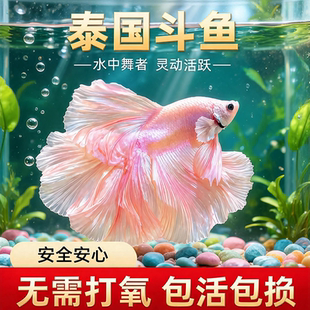 泰国斗鱼观赏鱼苗金鱼热带好养耐活体小型鱼缸淡水半月宠物婚纱鱼