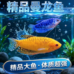 曼龙鱼热带观赏鱼蓝曼龙黄曼龙五彩血珍珠马甲球活体小型淡水鱼