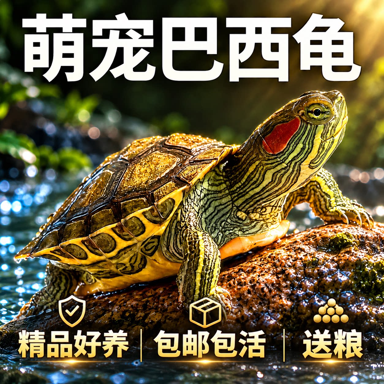乌龟活物红耳招财巴西龟草龟纯种可认主宠物观赏适合家养的小乌龟