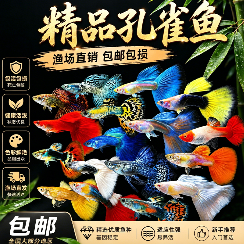 孔雀鱼纯种观赏鱼淡水好养小型热带鱼活体清道夫斑马金鱼小鱼鱼苗