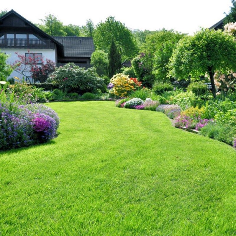 混播四季青草坪种子林木种籽国产四季多年生景观绿化观叶草坪草籽