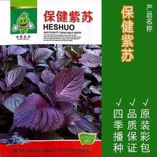 青菜种籽孑 紫苏种子苏子叶红苏子种苗菜籽阳台盆栽庭院小菜园四季