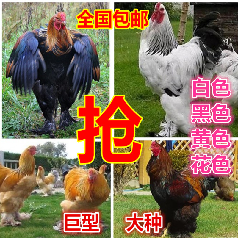 巨型婆罗门鸡活苗受精种蛋纯种梵鸡蛋