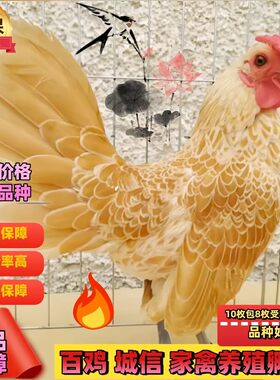 小体型波兰鸡种蛋两色混装观赏鸡种蛋宠物鸡苗可孵化受精种蛋包邮