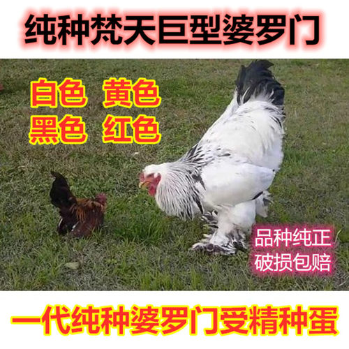 巨型婆罗门鸡活苗受精种蛋纯种梵天鸡种蛋大型观赏宠物鸡受精蛋纯