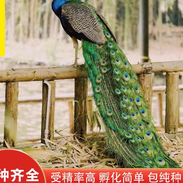 蓝白花孔雀蛋受精蛋种蛋可孵化苗一对公母家养陪伴宠物活体观赏鸟,宠物/宠物食品及用品,鸟,淘宝优惠券,粉丝福利购,淘宝优惠卷