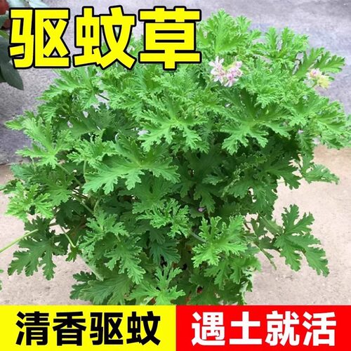 驱蚊草盆栽植物室内绿植祛蚊虫