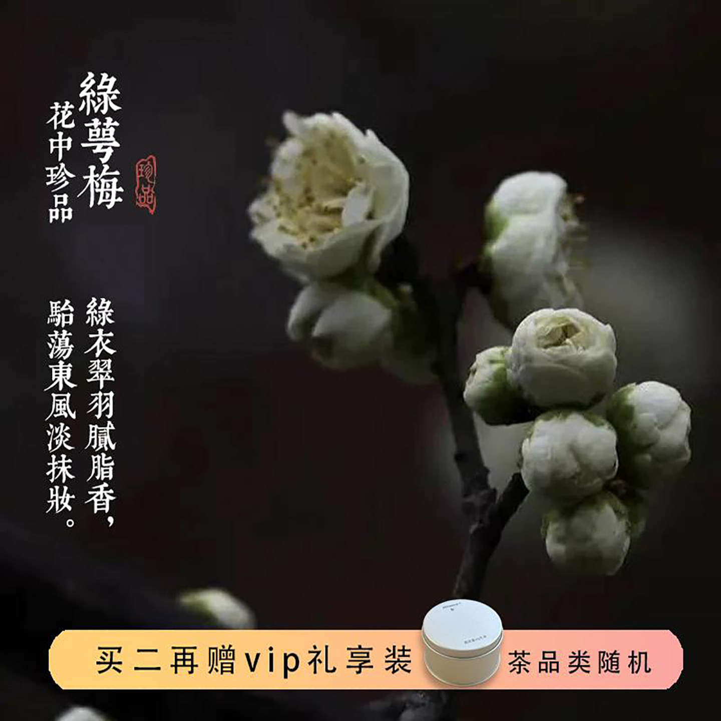 觅花堂丨 2026绿萼梅花茶丨养生甄选花蕾丨柴烘无硫丨含苞率95%