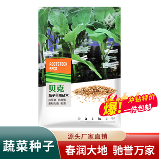 野茄子砧木种子 贝克 进口茄子番茄两用嫁接砧木种子野生托鲁巴姆