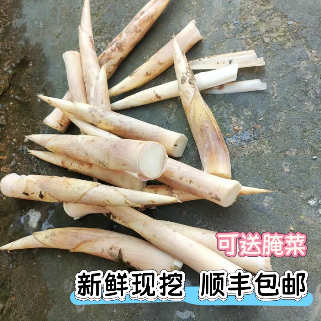 顺丰新鲜现挖野生黄泥边笋 高山毛竹马鞭笋农家 夏季天然小竹甜笋