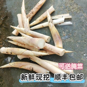 顺丰新鲜现挖野生黄泥边笋 高山毛竹马鞭笋农家 夏季天然小竹甜笋