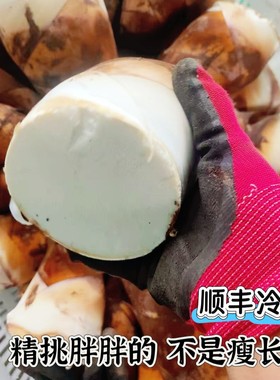 顺丰 矮胖大笋 新鲜现挖甜龙笋云南思茅普洱生吃水果春竹笋刺身尖