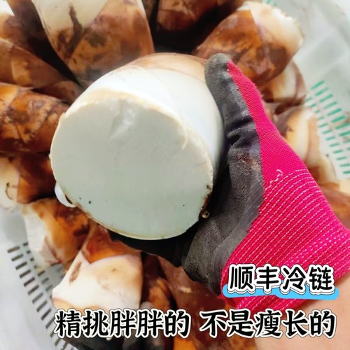 顺丰 矮胖大笋 新鲜现挖甜龙笋云南思茅普洱生吃水果春竹笋刺身尖