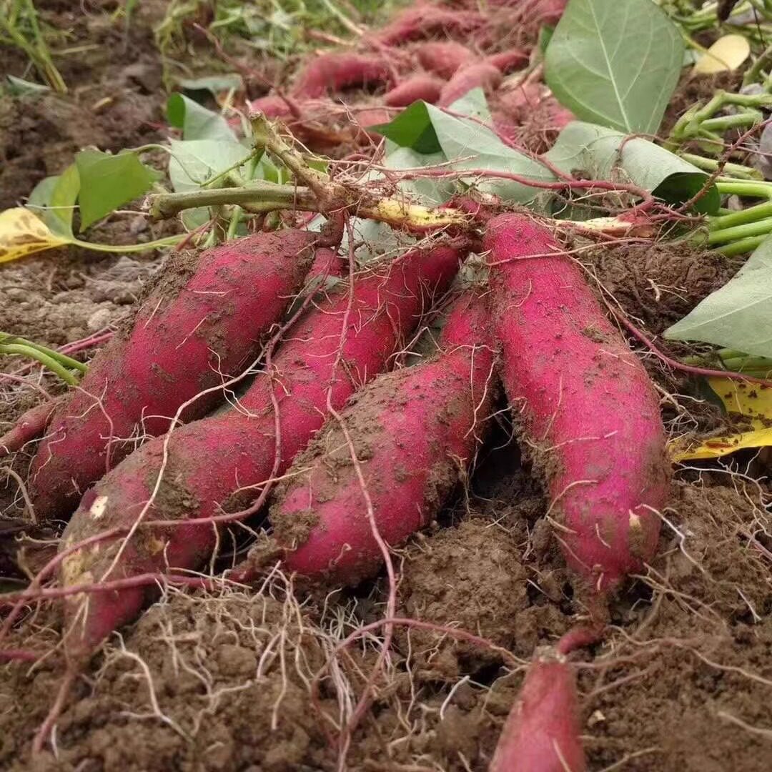 农家 新鲜现挖临安天目山小香薯 农家地瓜红薯黄心板栗蜜甜糯番薯