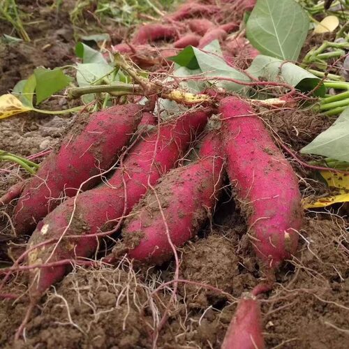 农家 新鲜现挖临安天目山小香薯 农家地瓜红薯黄心板栗蜜甜糯番薯