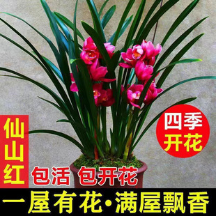 常青 浓香兰花苗室内绿植花卉盆栽建兰蕙兰四季 当年开花