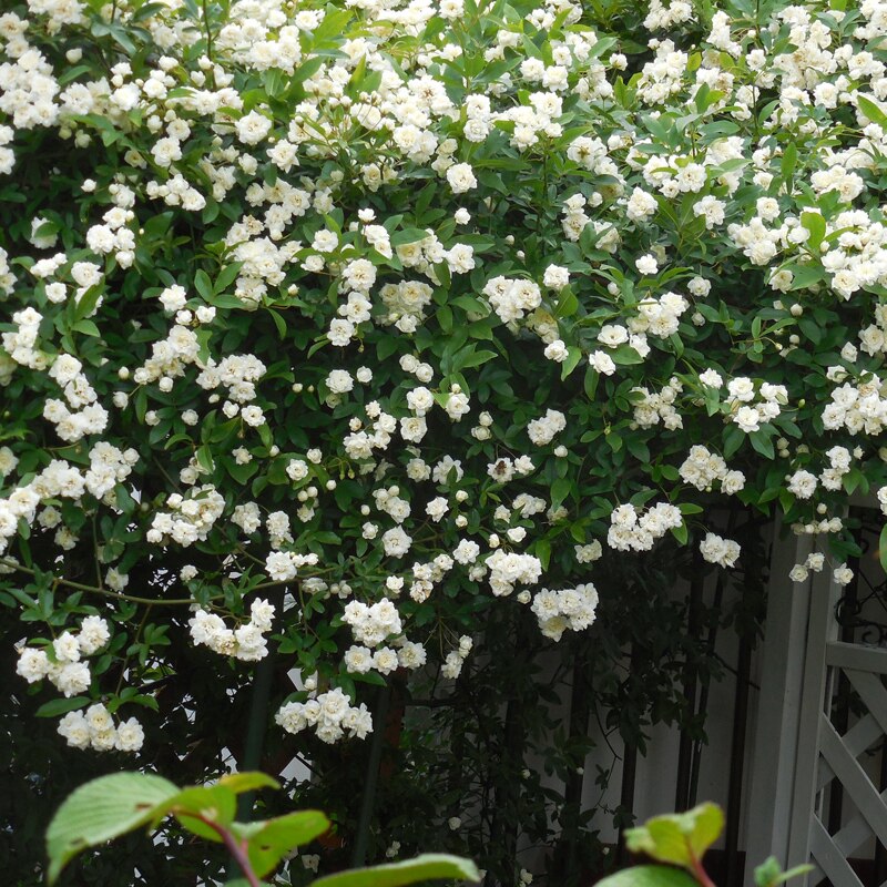 白木香花苗七里香盆栽爬藤植物浓香甜蜜红黄木香四季庭院花卉开花