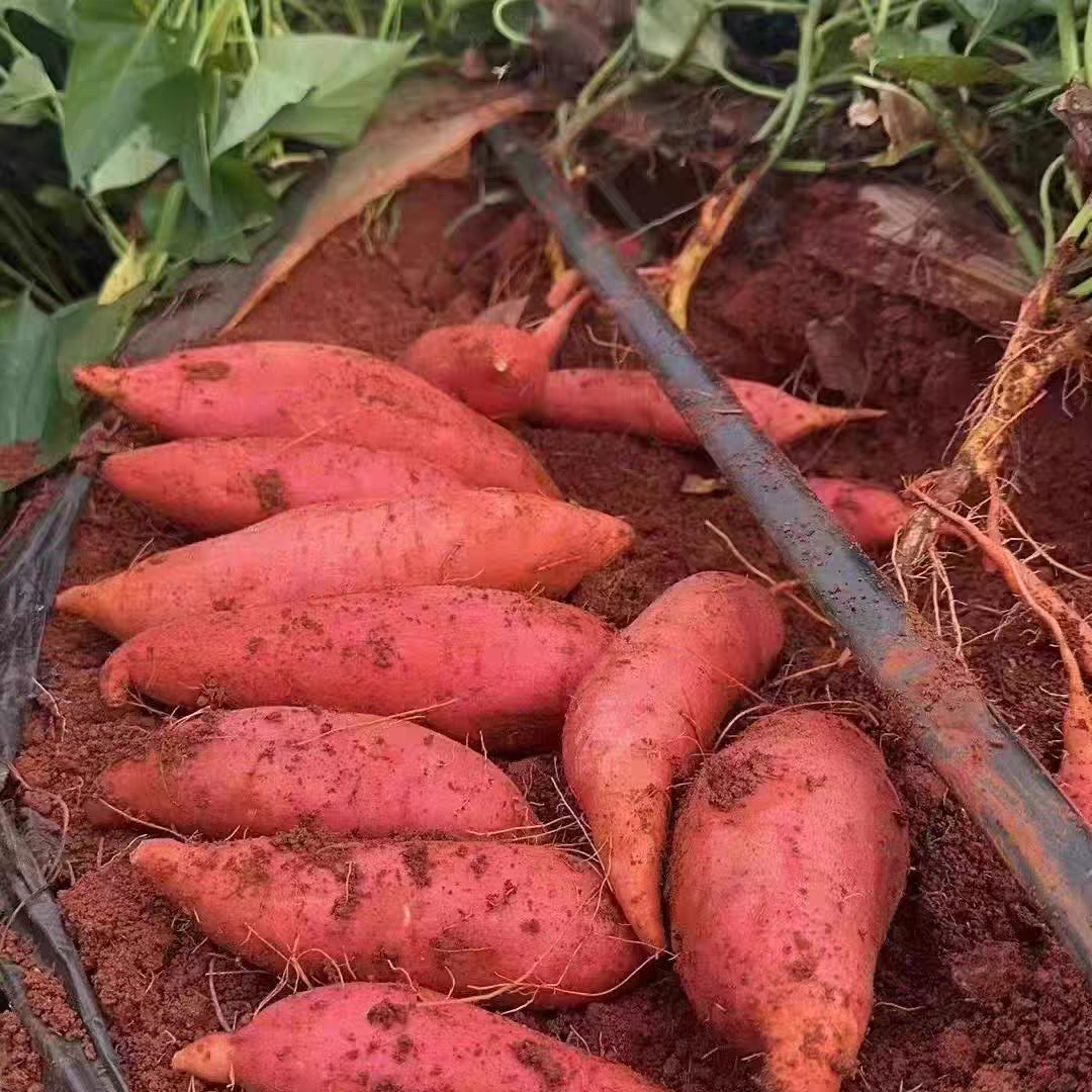 西瓜红蜜薯新鲜地番薯农家自种糖心红薯地瓜蔬菜整箱包邮,水产肉类/新鲜蔬果/熟食,番薯,淘宝优惠券,粉丝福利购,淘宝优惠卷