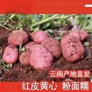 云南新鲜红皮黄心大土豆农家自种老品种大洋芋高原现挖马铃薯蔬菜