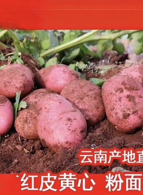 2026年云南新鲜红皮黄心大土豆老品种大洋芋高原现挖马铃薯