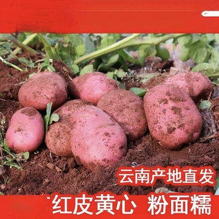 2026年云南新鲜红皮黄心大土豆老品种大洋芋高原现挖马铃薯
