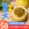 黄金百香果3斤大果包邮特级黄色一级新鲜水果西番莲鸡蛋果非海南|ms