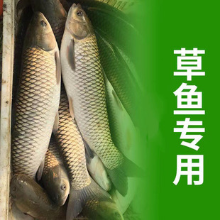 钓鱼小药黑坑野狂提拉钓鱼水库战草鱼草鱼开口添加剂草鱼饵料
