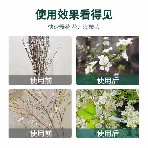 干支雪柳营养液喷雪花水培植物鲜枝盆栽专用龙柳水养花液体肥料