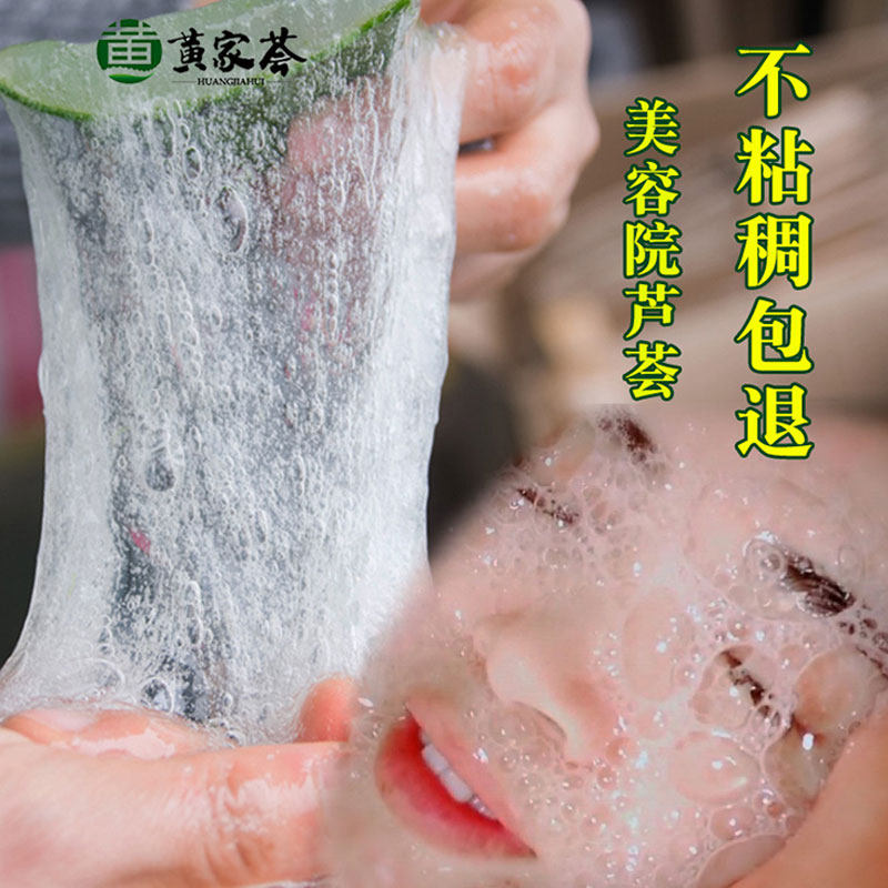 黄家荟芦荟美国库拉索植物露天种植美容院专用芦荟盆栽绿植防辐射