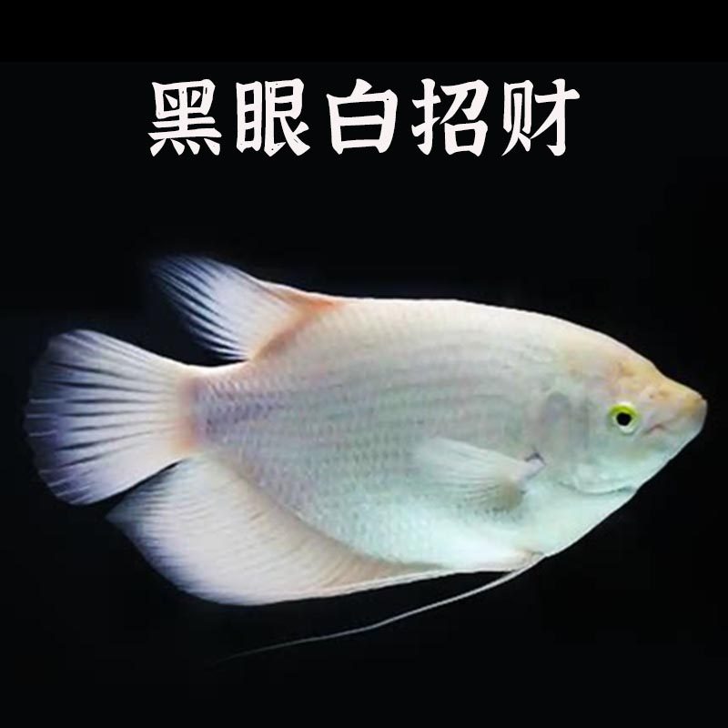 热带观赏鱼招财淡水战船活体黑眼红尾鹦鹉地图银龙发财鱼包邮进口