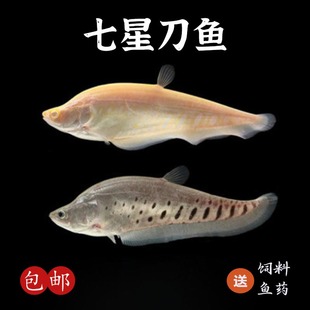 七星刀鱼活体热带白化金刀魔鬼刀银龙鱼好养耐活中大型观赏鱼 包邮