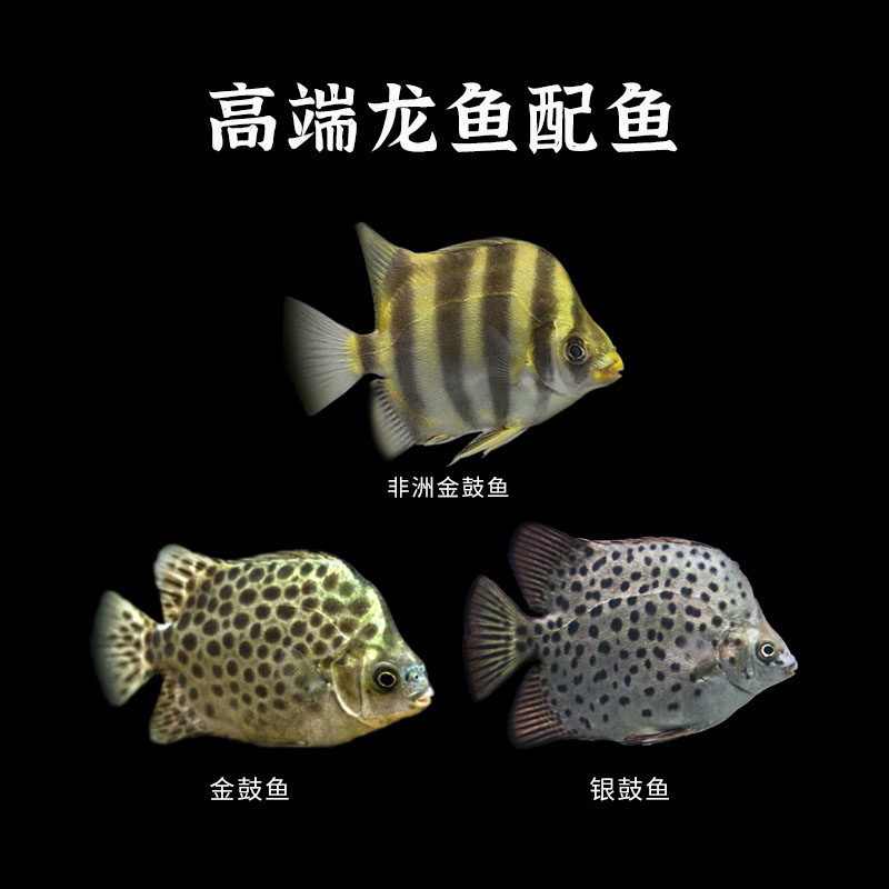 非洲金鼓鱼银鼓鱼活体豹点金钱多纹蝶鱼马达加斯加虎鱼龙鱼配鱼