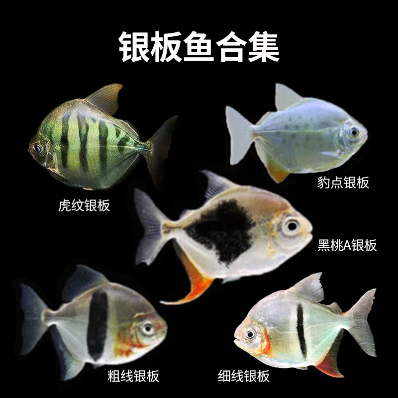 热带鱼观赏鱼渔场直销包邮淡水活