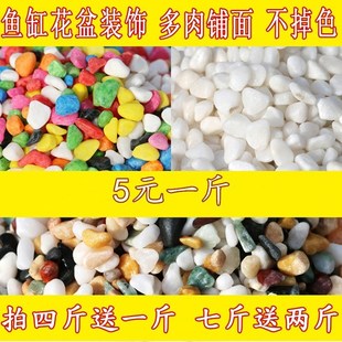 bottom Aquarium turtle stone color Landscaping