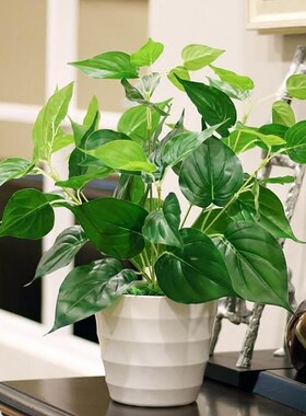 Plants potted fake plants small plants green plants indoor