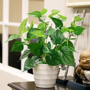 Plants potted fake plants small plants green plants indoor