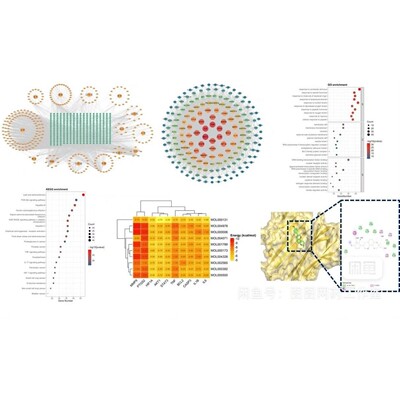 中药复方网络药理学教学富集分析PPI拓扑分析聚类分析分子对接