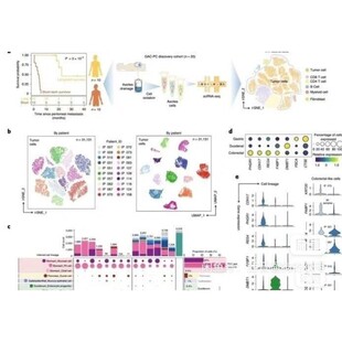 单细胞、分子动力学、虚拟筛选、药效团构建 、网路药理学、GBD等