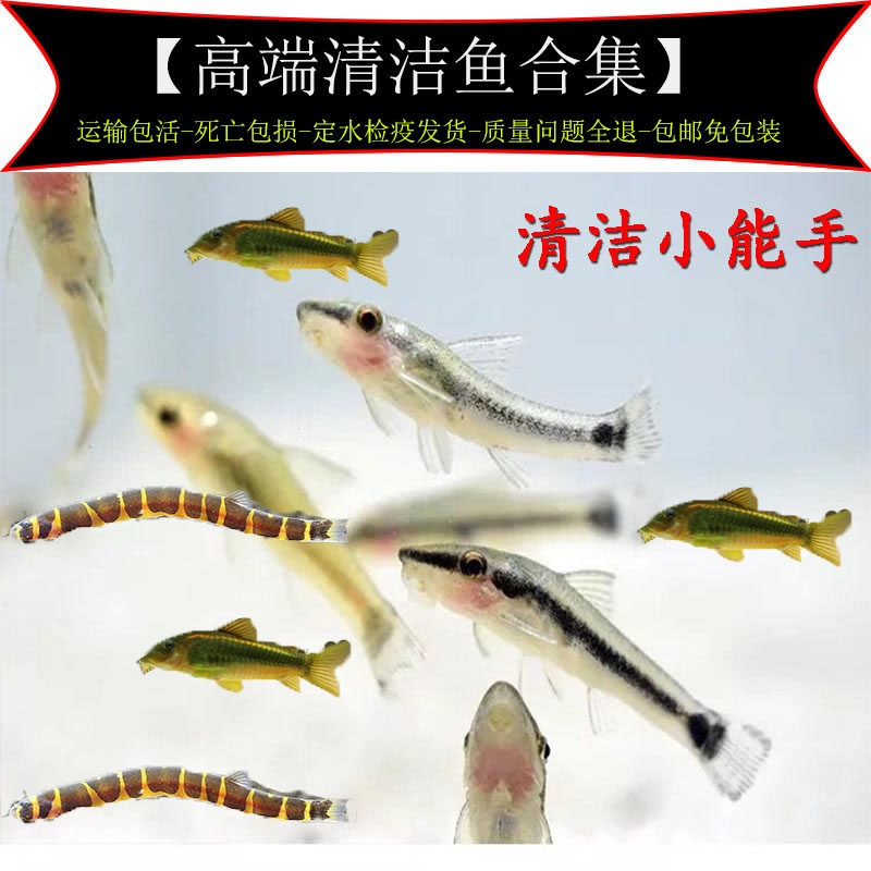 小精灵鱼苦力泥鳅鱼热带小型宠物活体鱼草缸清洁淡水鱼金线金鼠鱼