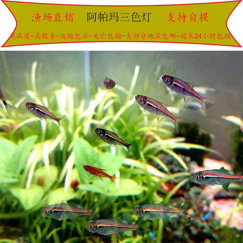 观赏鱼阿帕玛三色灯淡水鱼高端鱼