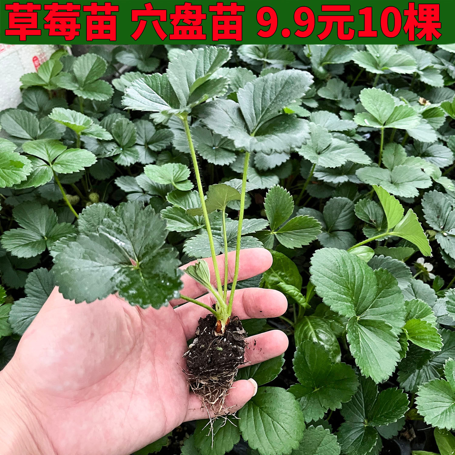 四季红草莓幼苗带土球盆别名凤梨草莓多年生幼儿园阳台庭院盆栽