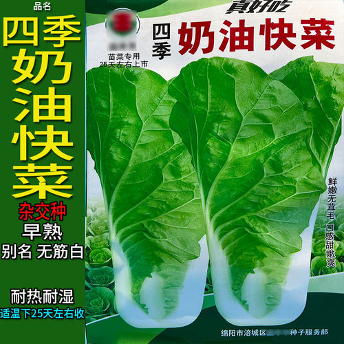 四季奶油快菜20g种子孑籽小号大白菜小白菜青菜白梗别名无筋白四