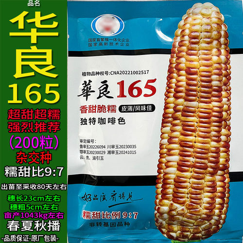华良165-200粒焦黄色又超甜玉米种子孑籽又超糯杂粮高产包谷苞米