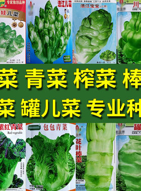 芥菜类种子大全青菜儿菜棒菜泡菜