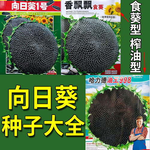 向日葵种子大全孑籽食葵大瓜子种
