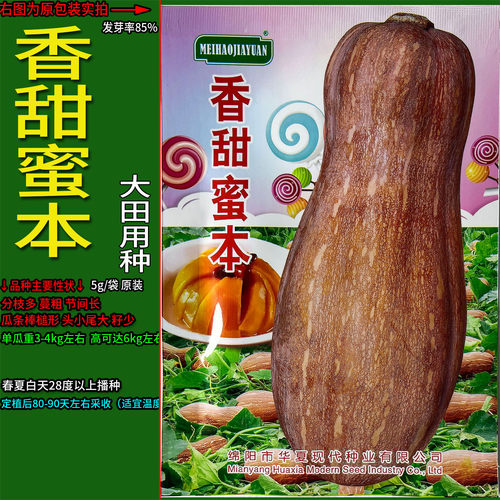 香甜秘蜜本南瓜倭番饭蔬菜种子