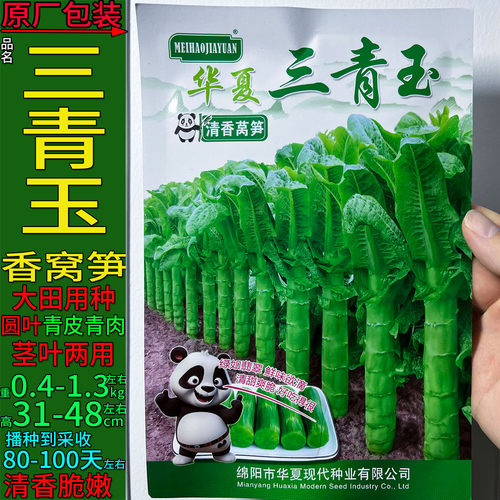 青皮肉深绿香莴笋菜种子耐寒高产