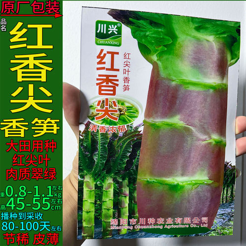 红香尖红莴笋耐寒红尖叶莴笋种子孑籽香莴笋红皮青肉绿笋茎用莴苣